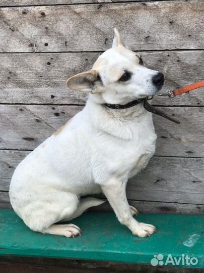 Белка ищет дом