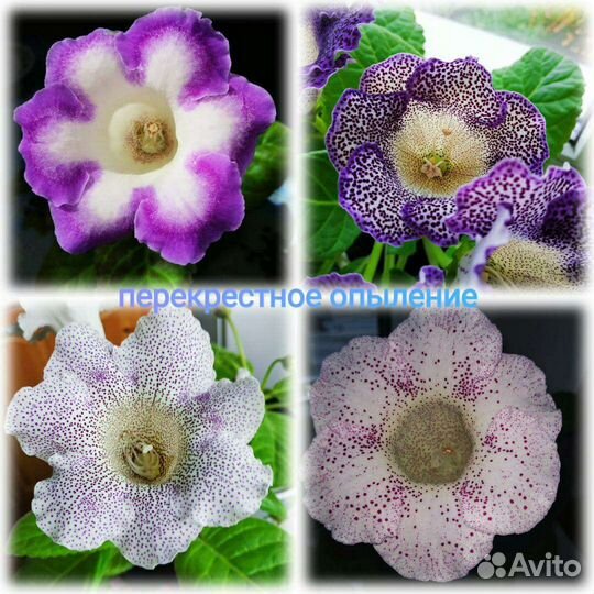 Глоксинии - перекрестное опыление, смесь