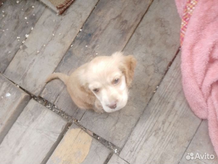 Собака в добрые руки отдам бесплатно