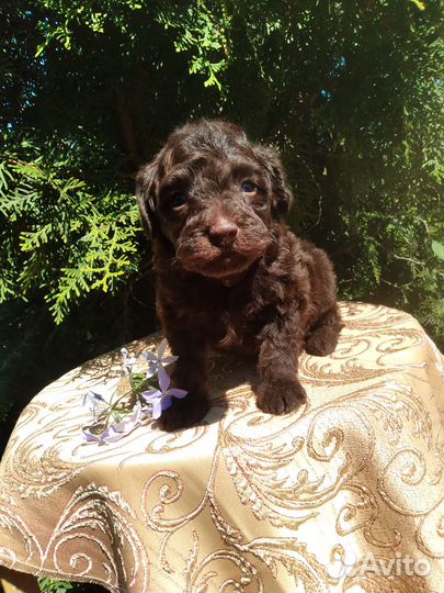 Мальтипу малыши мини