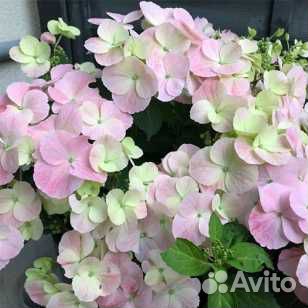 Ампельная гортензия