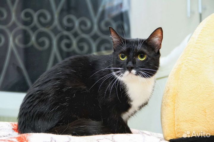 Кошка Василиса в добрые ручки