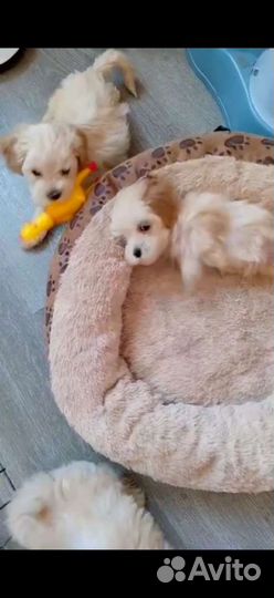 Золотистые мальтипу