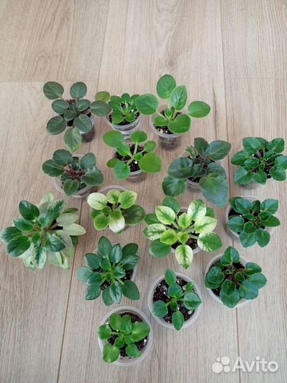 Детки сортовых фиалок