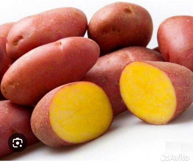 Семенной картофель