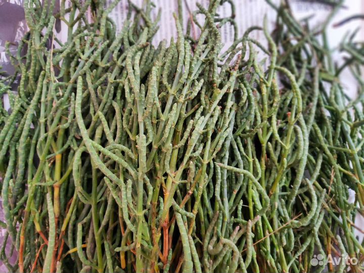 Лечебная трава Солерос