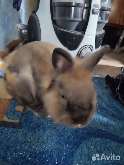 Декоративные карликовые кролики