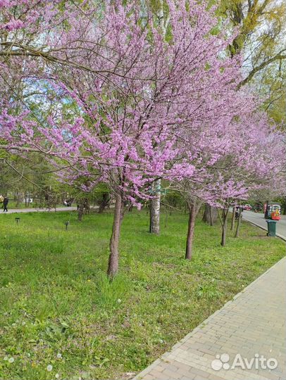 Церцис саженцы декоративные деревья