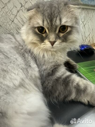 Шотландская вислоухая кошка бесплатно