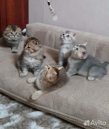 Шотландские котята