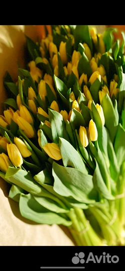 Тюльпаны, цветы