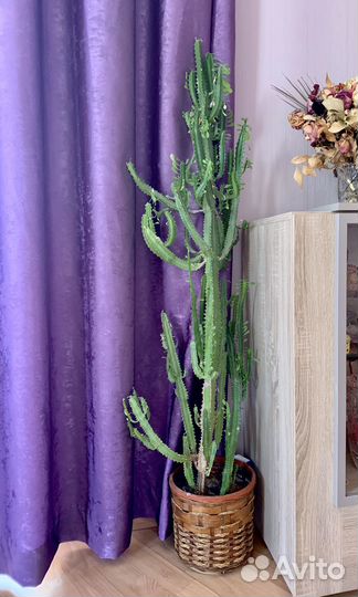 Молочай канделябровый 1,5 метра высота