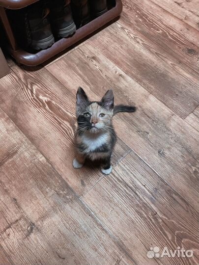 Кошка в добрые руки