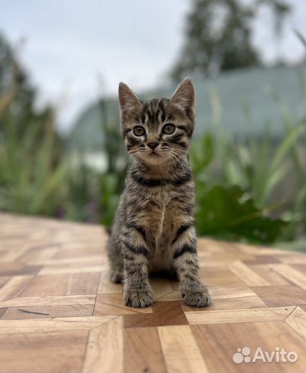 Котёнок бесплатно