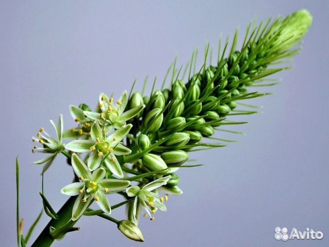 Индийский лук, алоэ Вера, мята