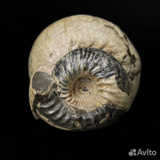 Аммониты Cadoceras