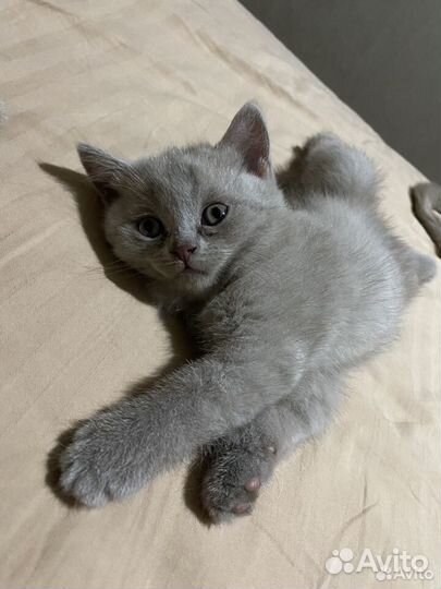 Британские котята