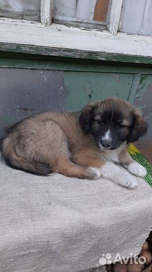 Продам щенка