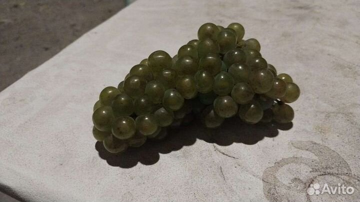 Виноград технический