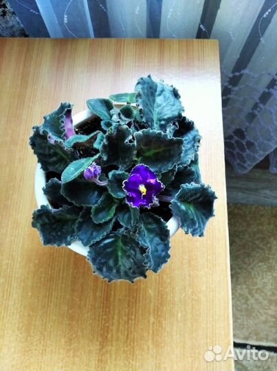 Цветущие фиалки