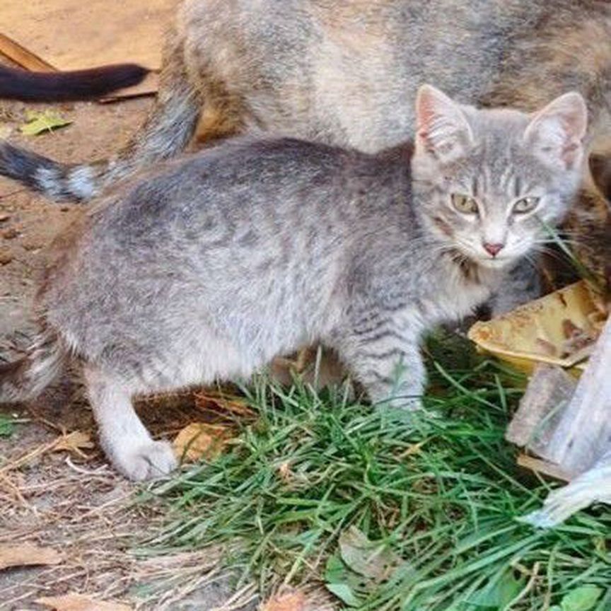 Котенок девочка ищет дом