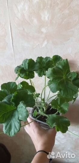 Та эммануэль пеларгония