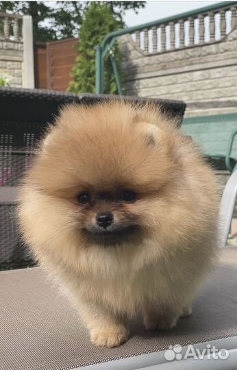 Шпиц мальчик щенок