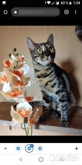 Котята доставка бенгал