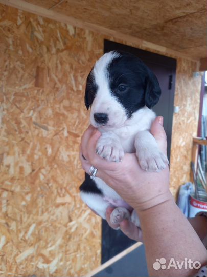 Отдам в добрые руки щенков