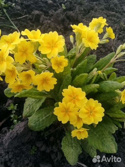 Цветы для сада многолетники