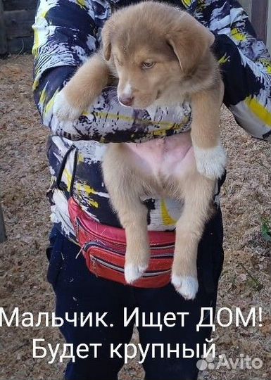 В добрые руки