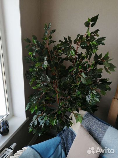 Фикус искусственный 170см