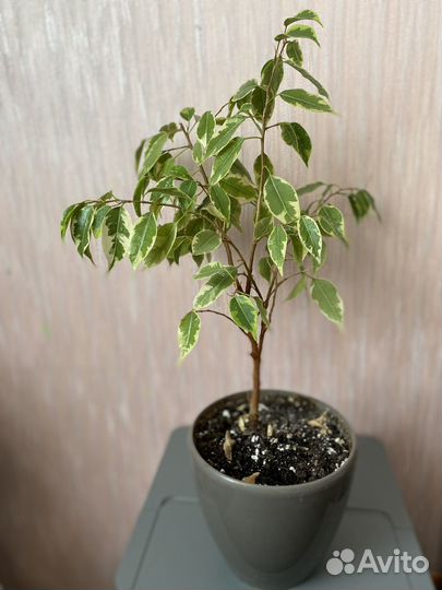 Фикус бенджамина