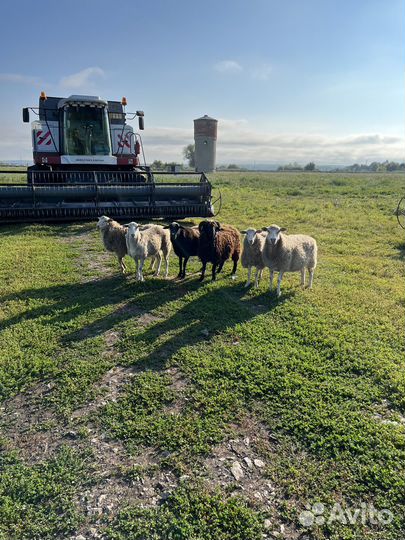 Овцы бараны стадо 6 голов