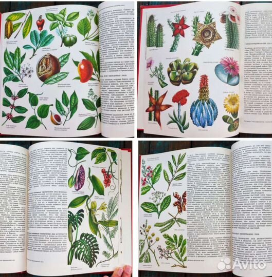 Ботанические книги, грибы, животные, рыбы