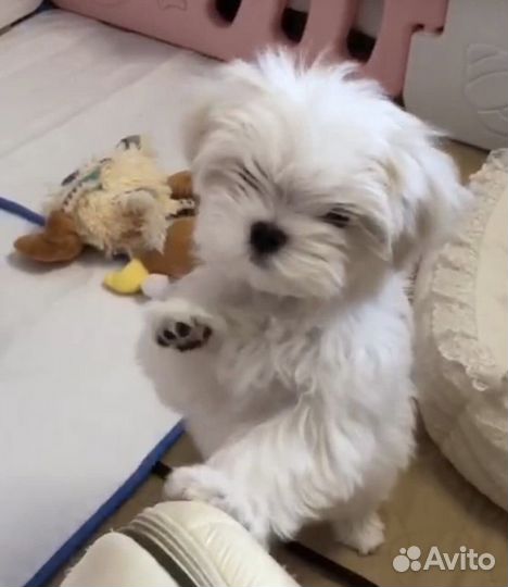 Мальтийская болонка Мальтезе