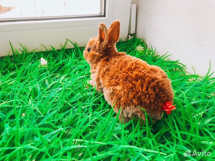Карликовый кролик - разные породы