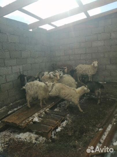 Овцы бараны козы козлята