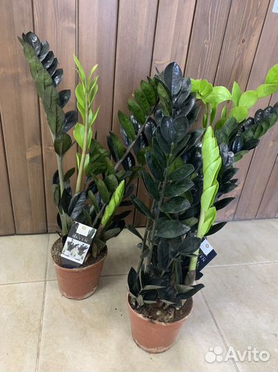 Замиокулькас черный равен d14