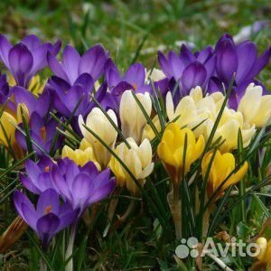 Лютики,лилии,гладиолусы и др цветы на посадку