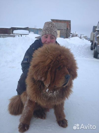 Тибетский мастиф