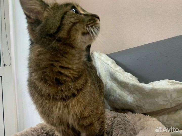 Кошка в дар бесплатно