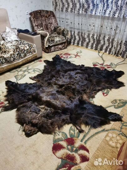 Шкура медведя натуральная