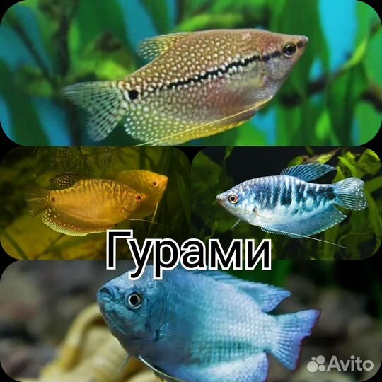 Аквариумные рыбки