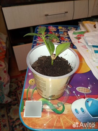 Комнатные цветы