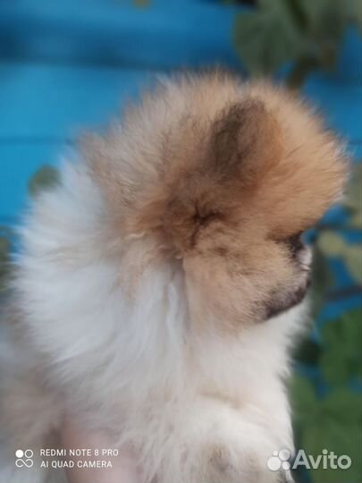 Померанский шпиц мини