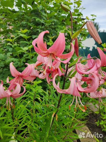 Многолетние растения