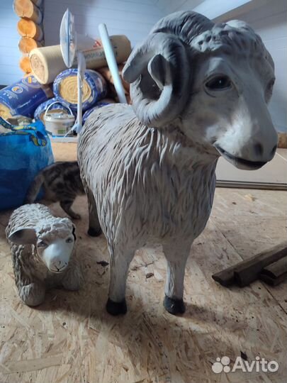 Овцы бараны