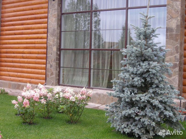 Ель голубая, семена
