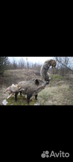 Чучела кабана и волков